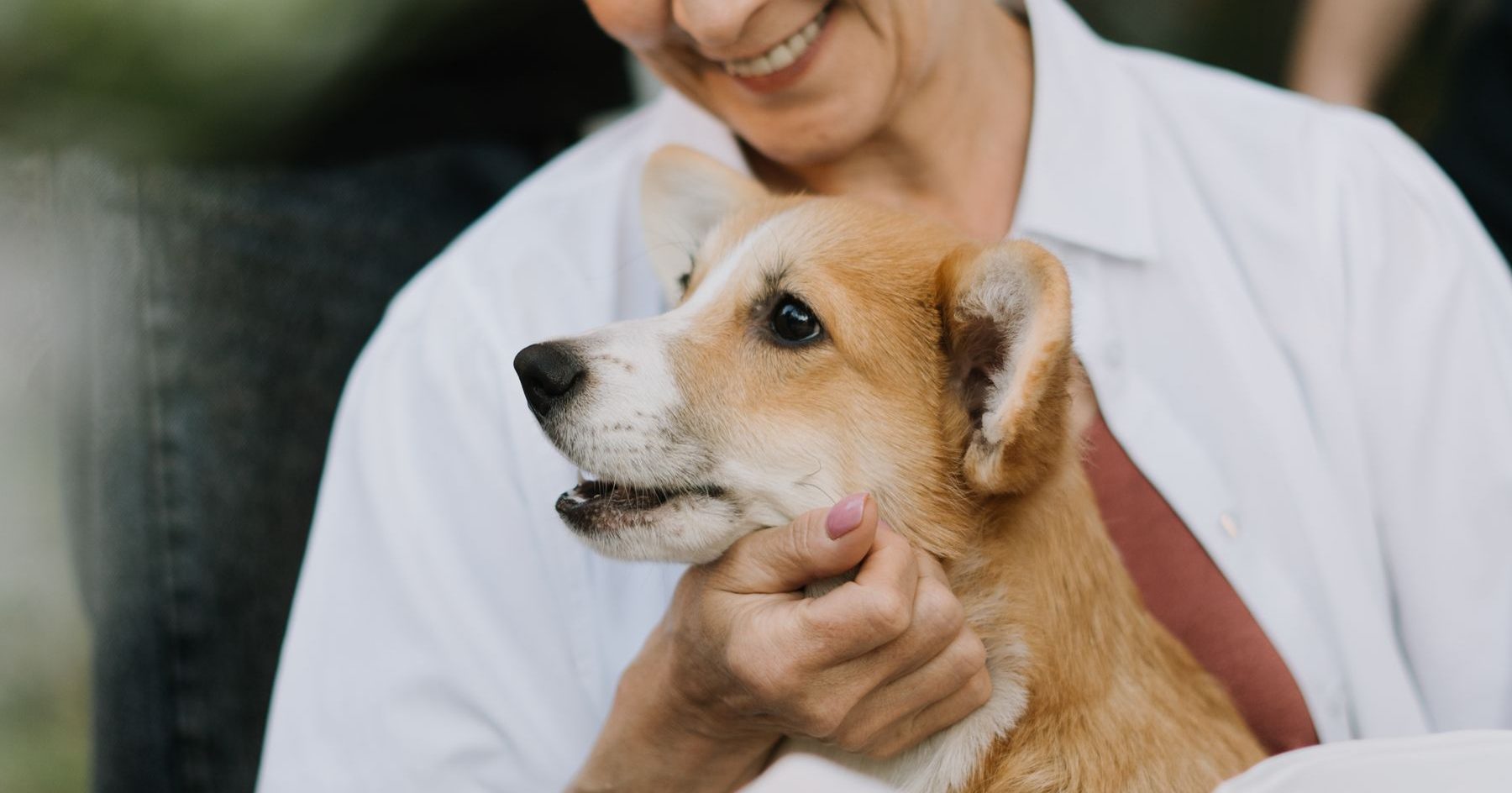 A small dog resting in a person's arms